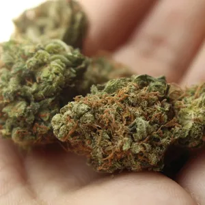 gold coast clear watermelon kush
