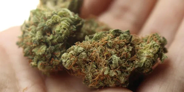 gold coast clear watermelon kush